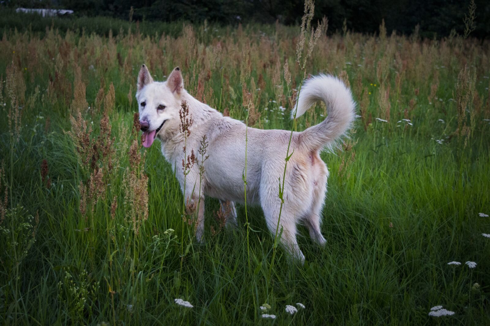 Nikon D3200 sample photo. Dog, white, meadow photography