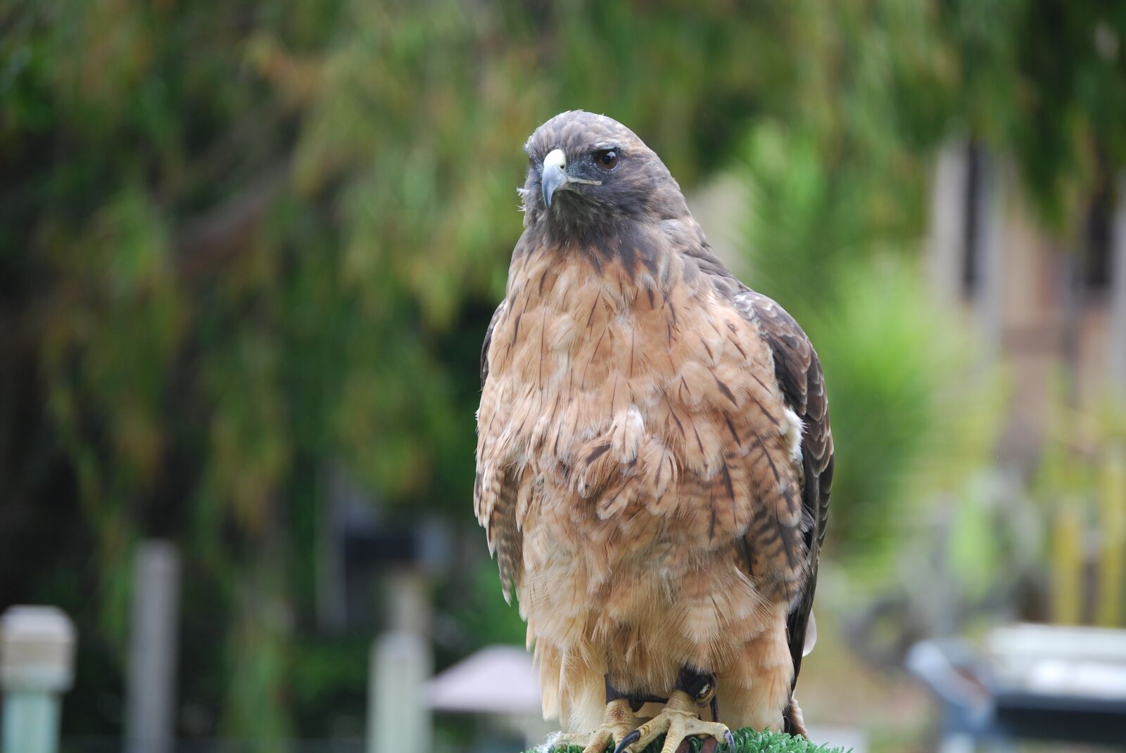 Nikon D40X sample photo. Bird, nature, animal photography