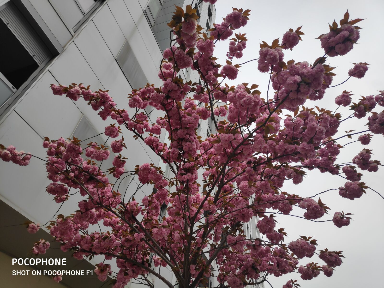 Xiaomi POCO F1 sample photo. Cherry, flower, spring photography