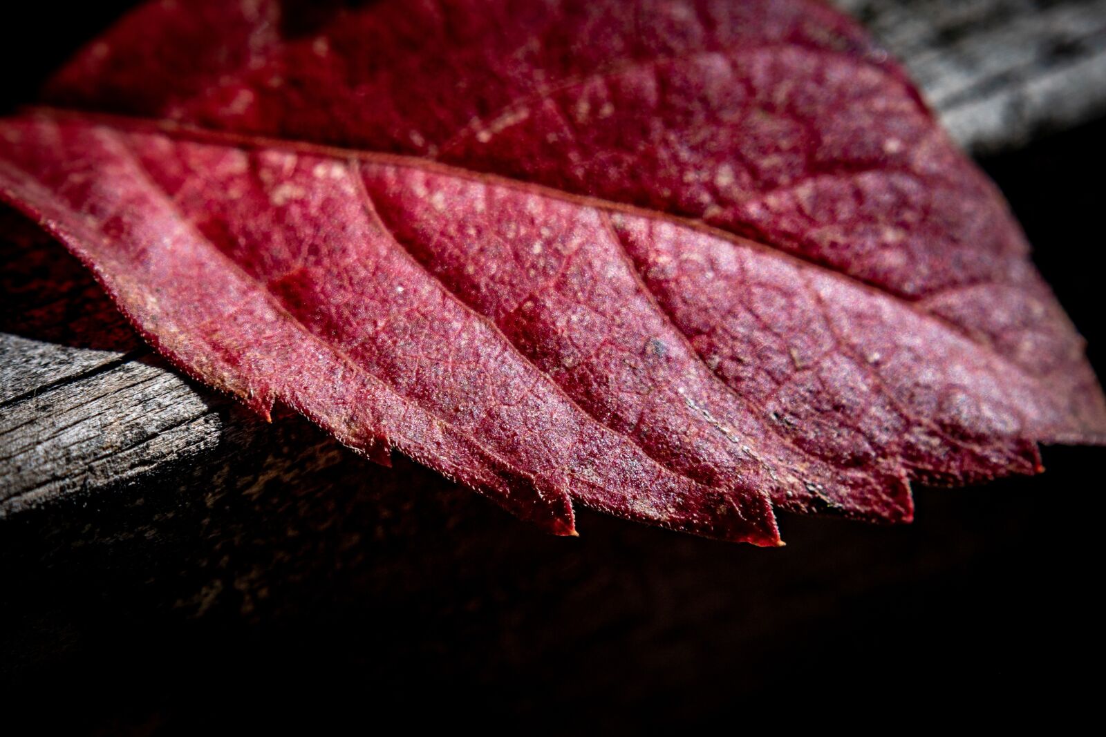Nikon D5600 sample photo. Leaf, red, macro photography