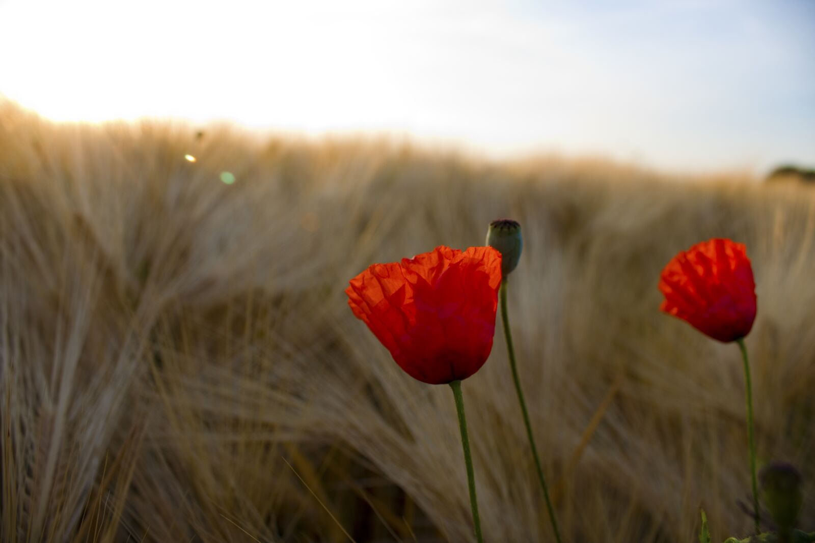 Canon EOS 1300D (EOS Rebel T6 / EOS Kiss X80) sample photo. Field, klatschmohn, color photography
