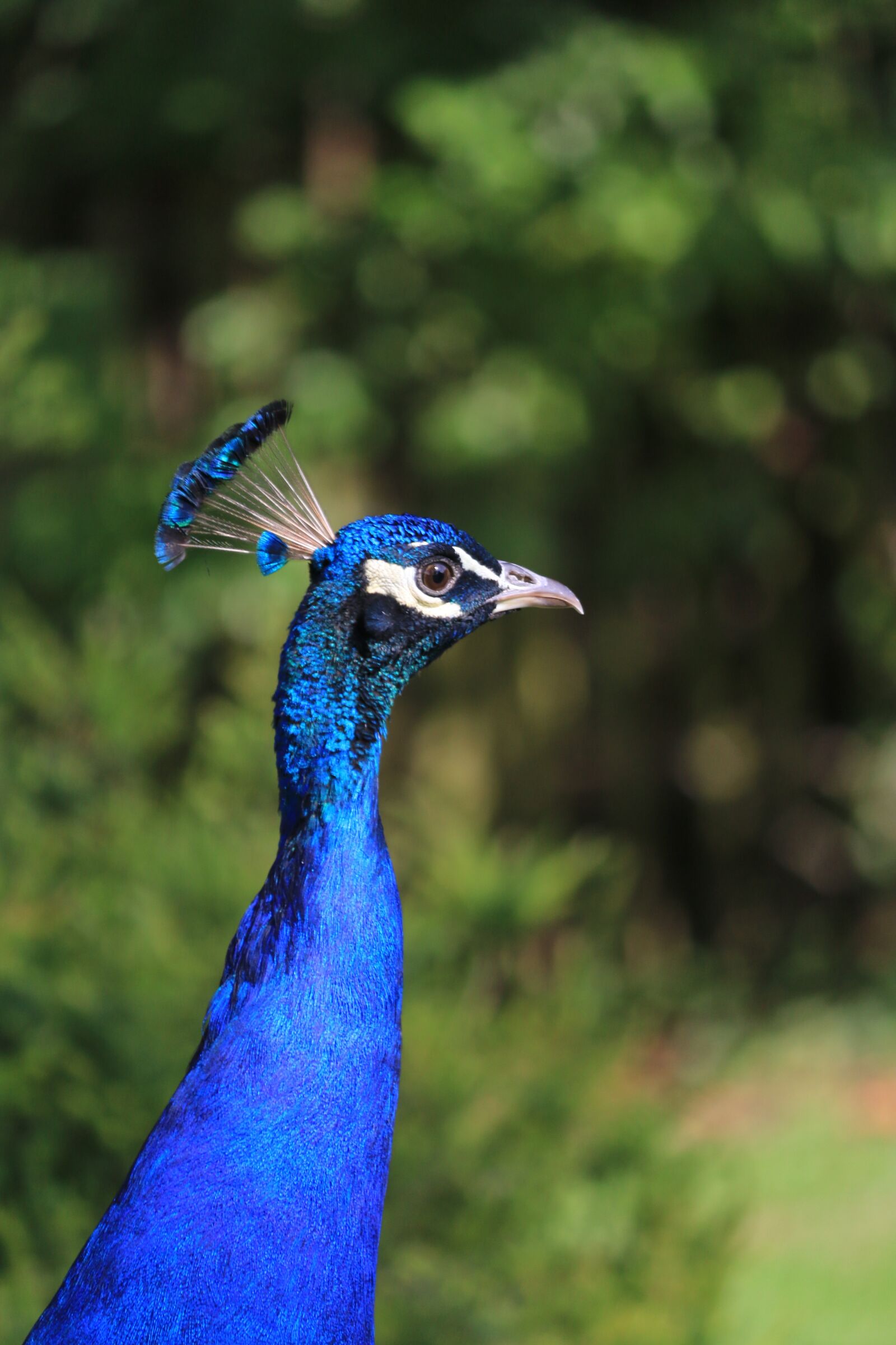 Canon EOS 70D sample photo. Peacock, bird, blue photography