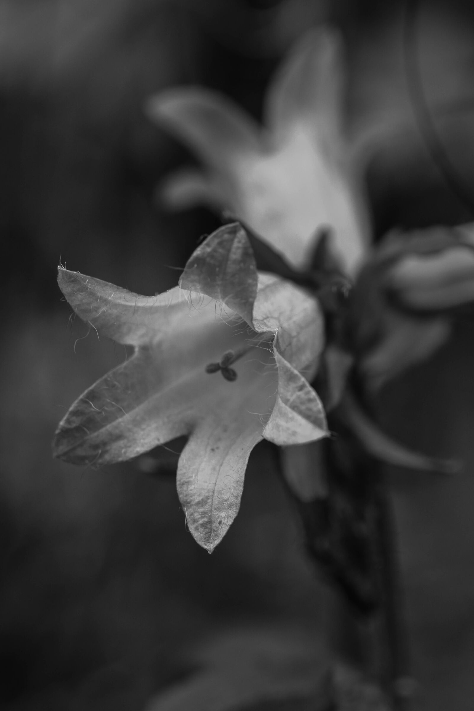 Canon EOS 7D Mark II sample photo. Bluebell, flowers, wild flowers photography