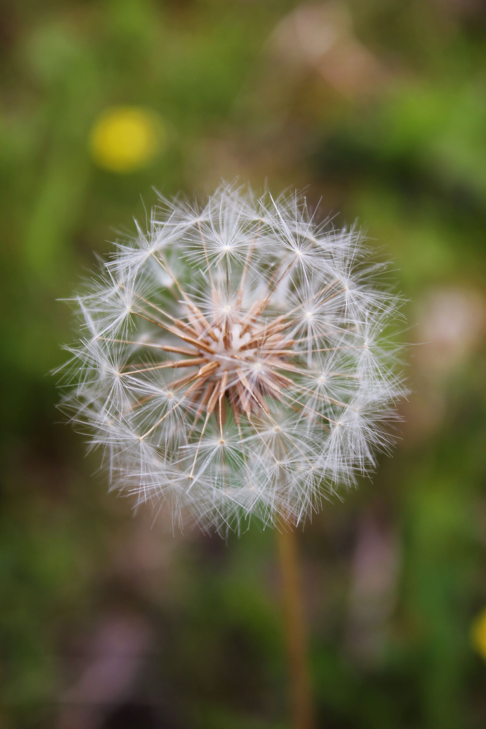Canon EOS 550D (EOS Rebel T2i / EOS Kiss X4) sample photo. Dandelion, flower, plant photography