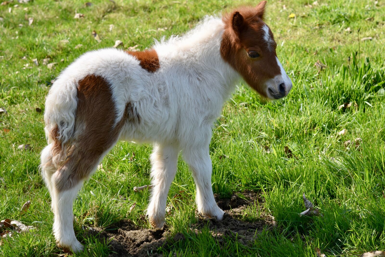 Nikon D5600 sample photo. Shetland pony, foal, shetland photography