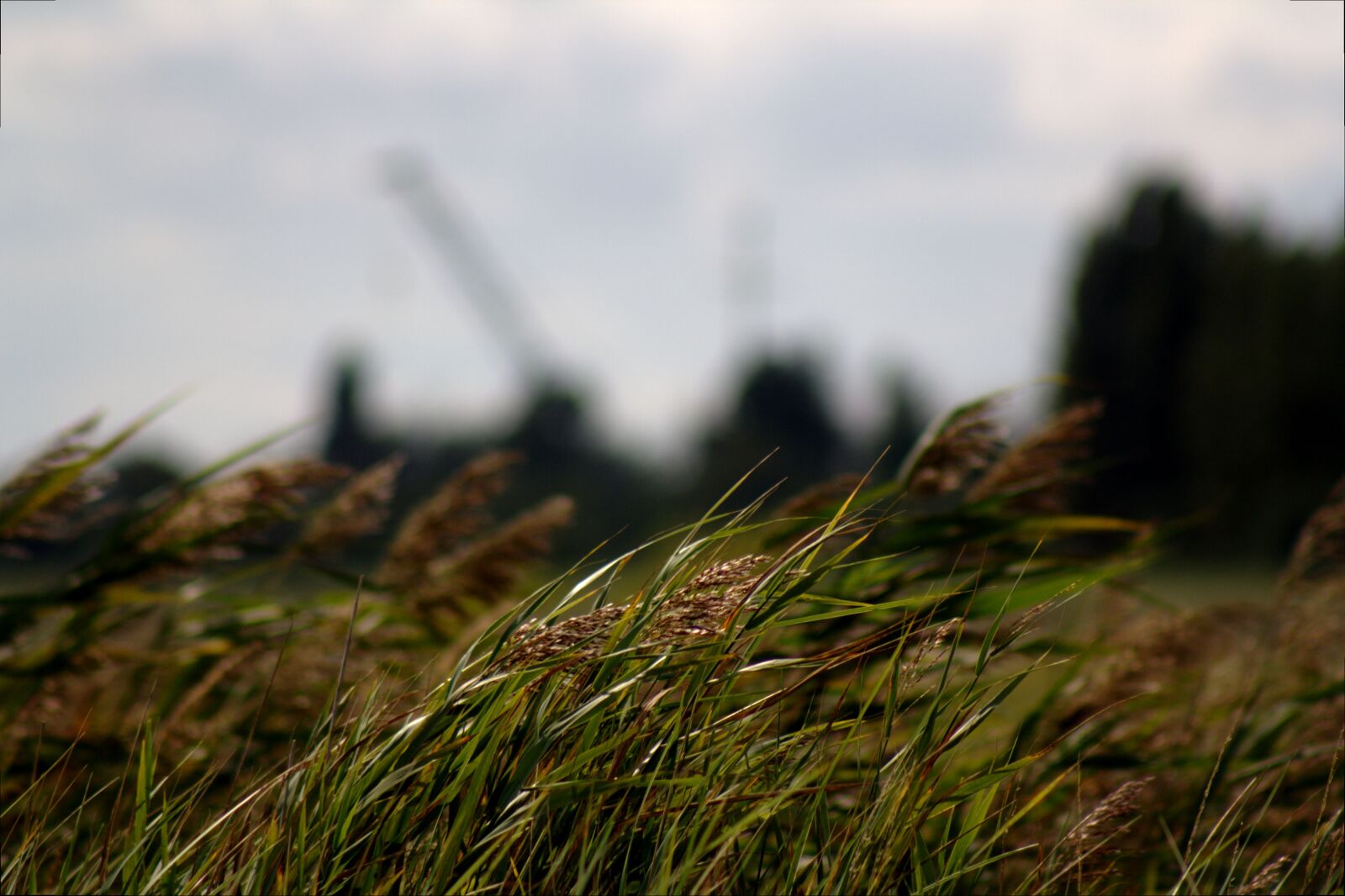 Canon EOS 1000D (EOS Digital Rebel XS / EOS Kiss F) sample photo. Grass, spike, wind photography