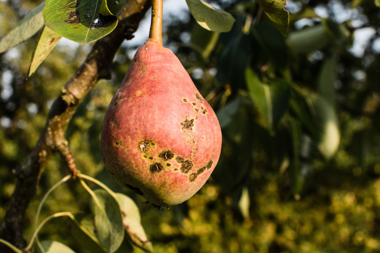 Nikon D3300 sample photo. Pear, tree, nature photography