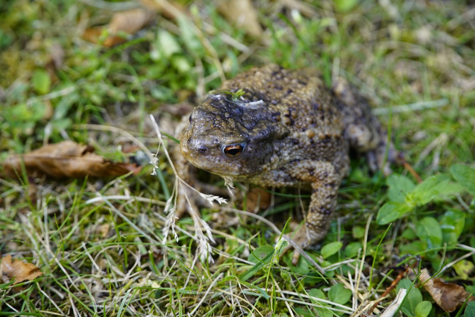 Sony E PZ 18-105mm F4 G OSS sample photo. Bufo, common, toad photography