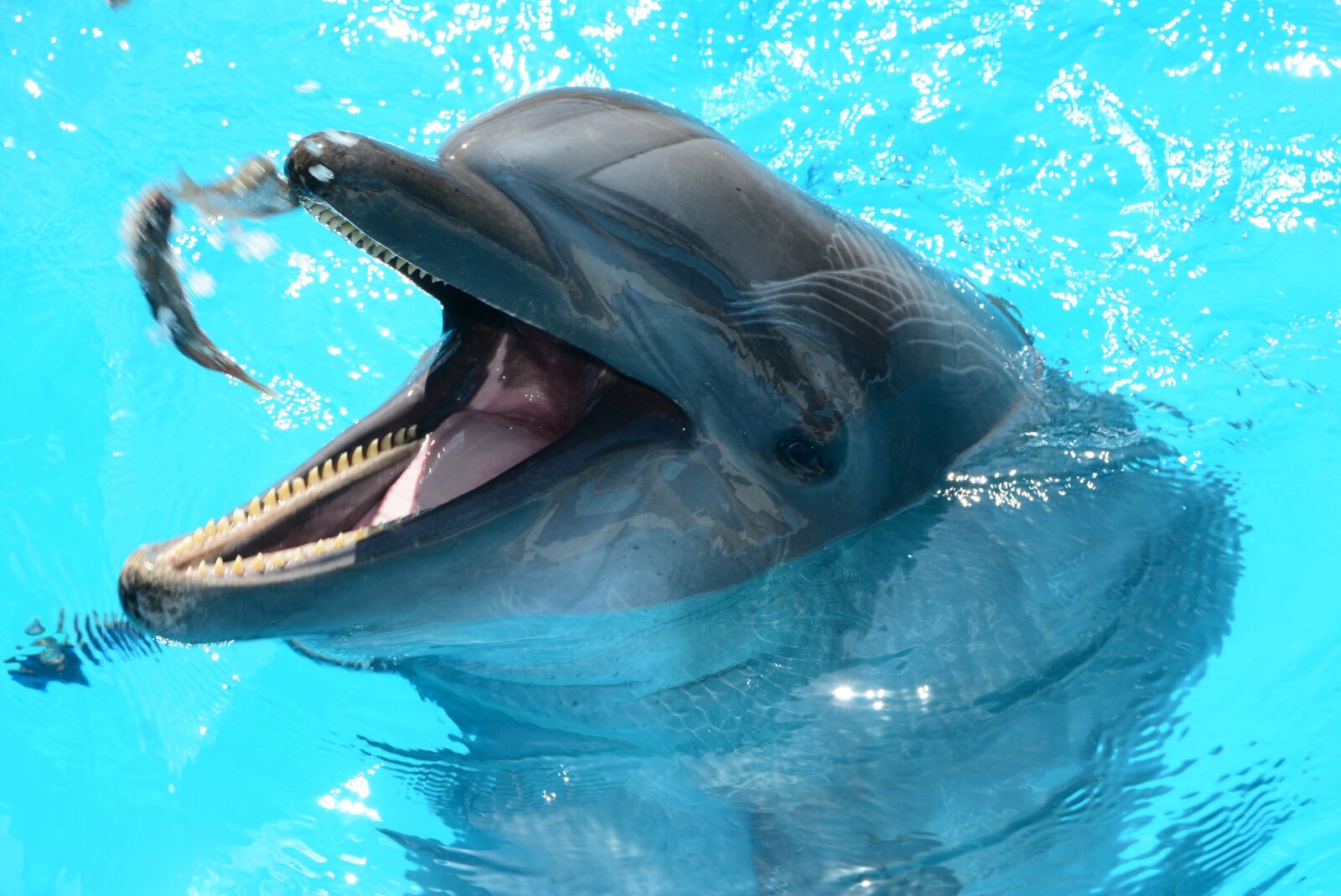 Nikon D5200 sample photo. Dolphins, marine life, fish photography