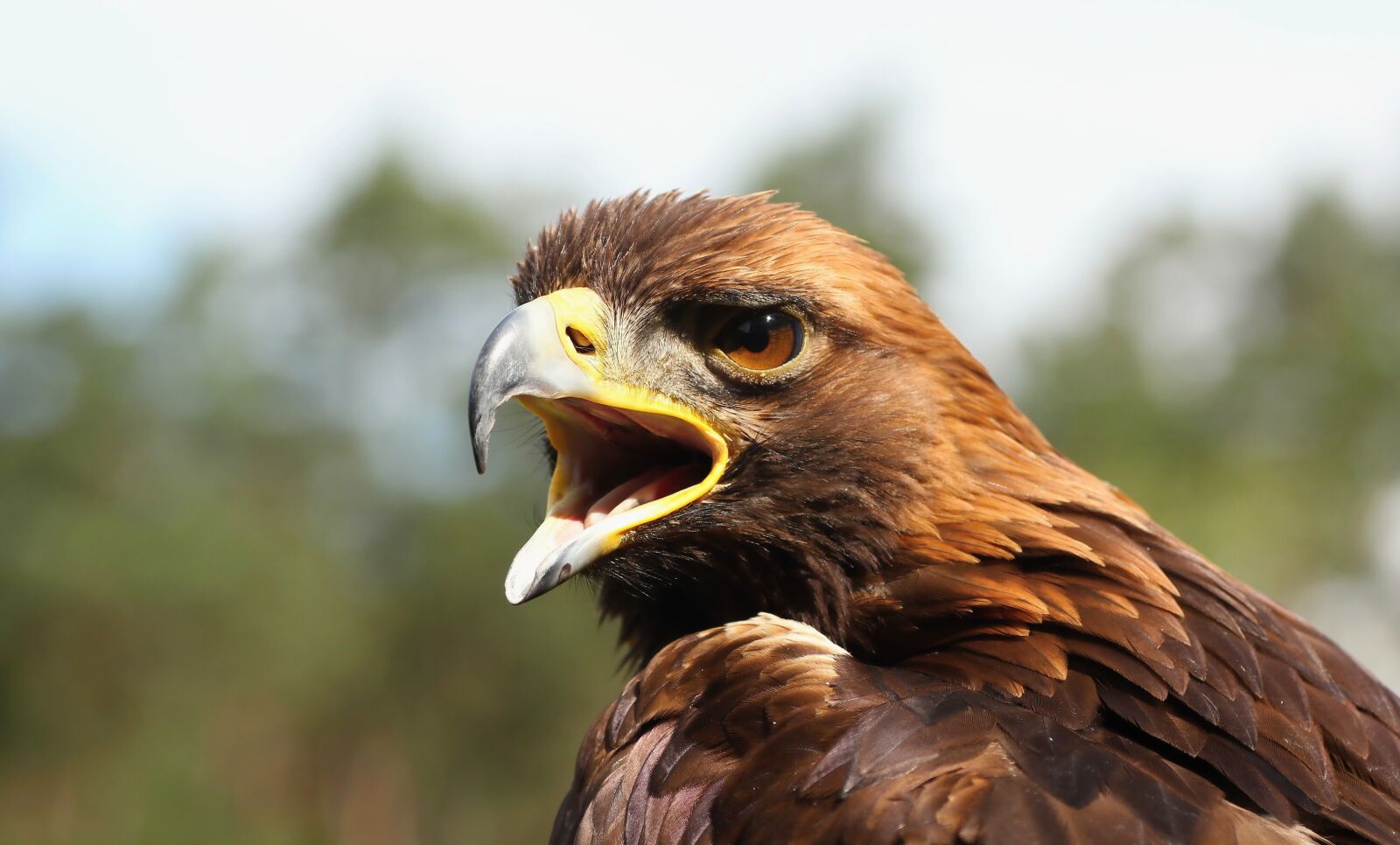 Canon EOS 650D (EOS Rebel T4i / EOS Kiss X6i) sample photo. Steppe eagle, birds of photography
