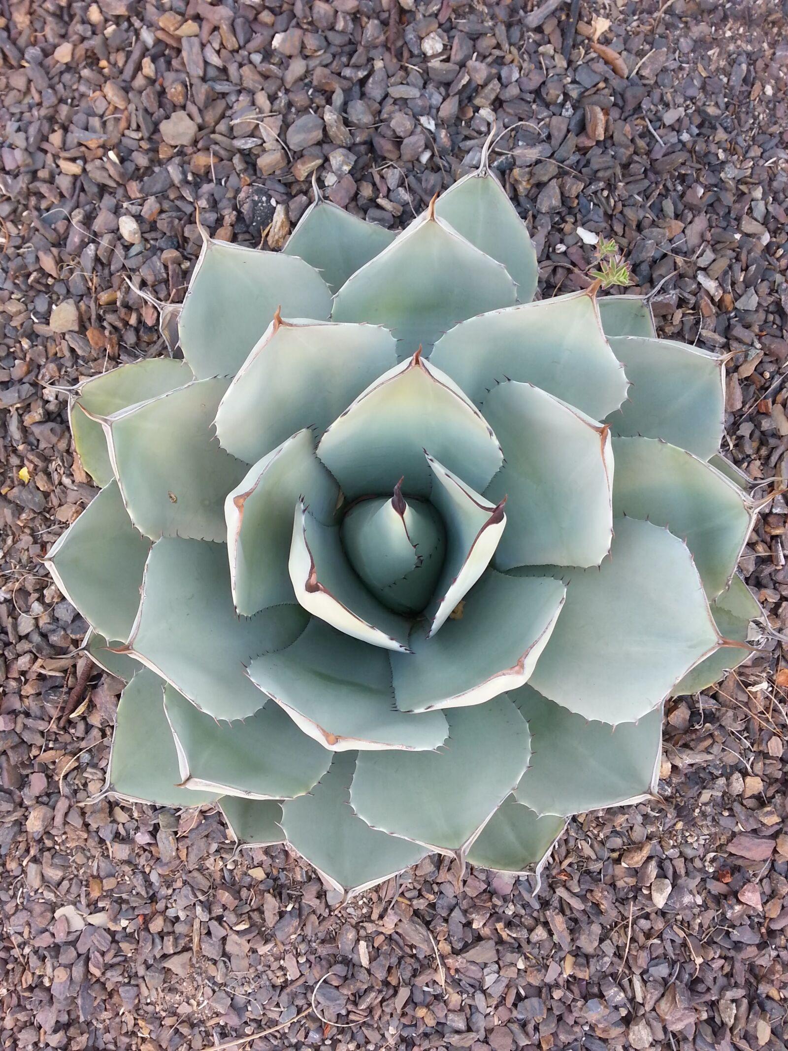 Samsung Galaxy S3 sample photo. Plant, desert plant, landscape photography