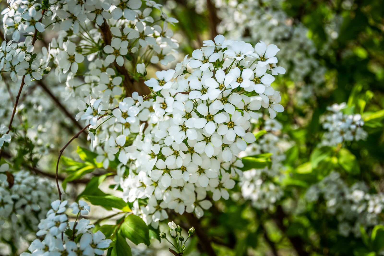 Nikon D3100 sample photo. White flowers, hagi flower photography