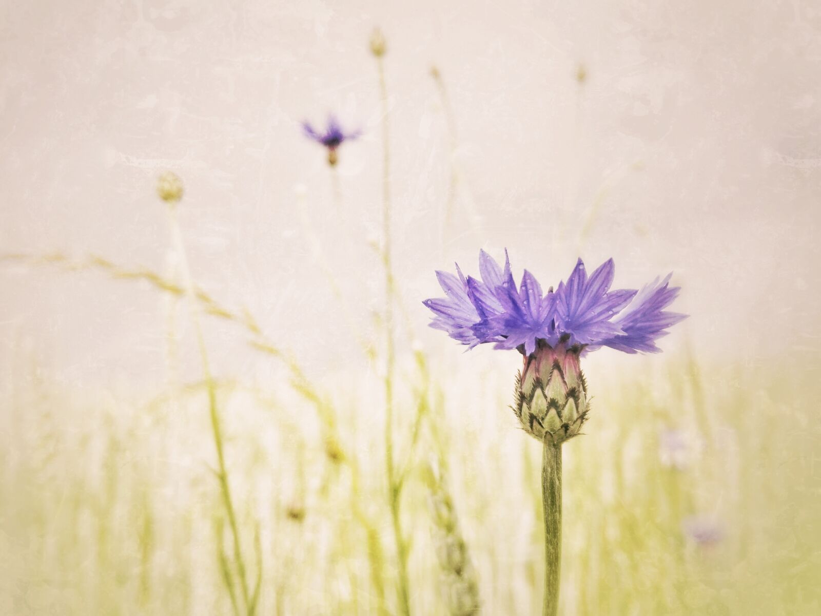 HUAWEI P8 Lite sample photo. Cornflower, shallow depth of photography