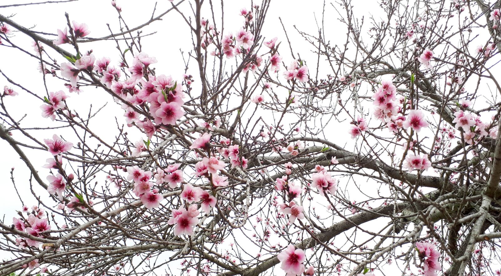 Samsung Galaxy A5(2017) sample photo. Blossom, blossoms, spring photography
