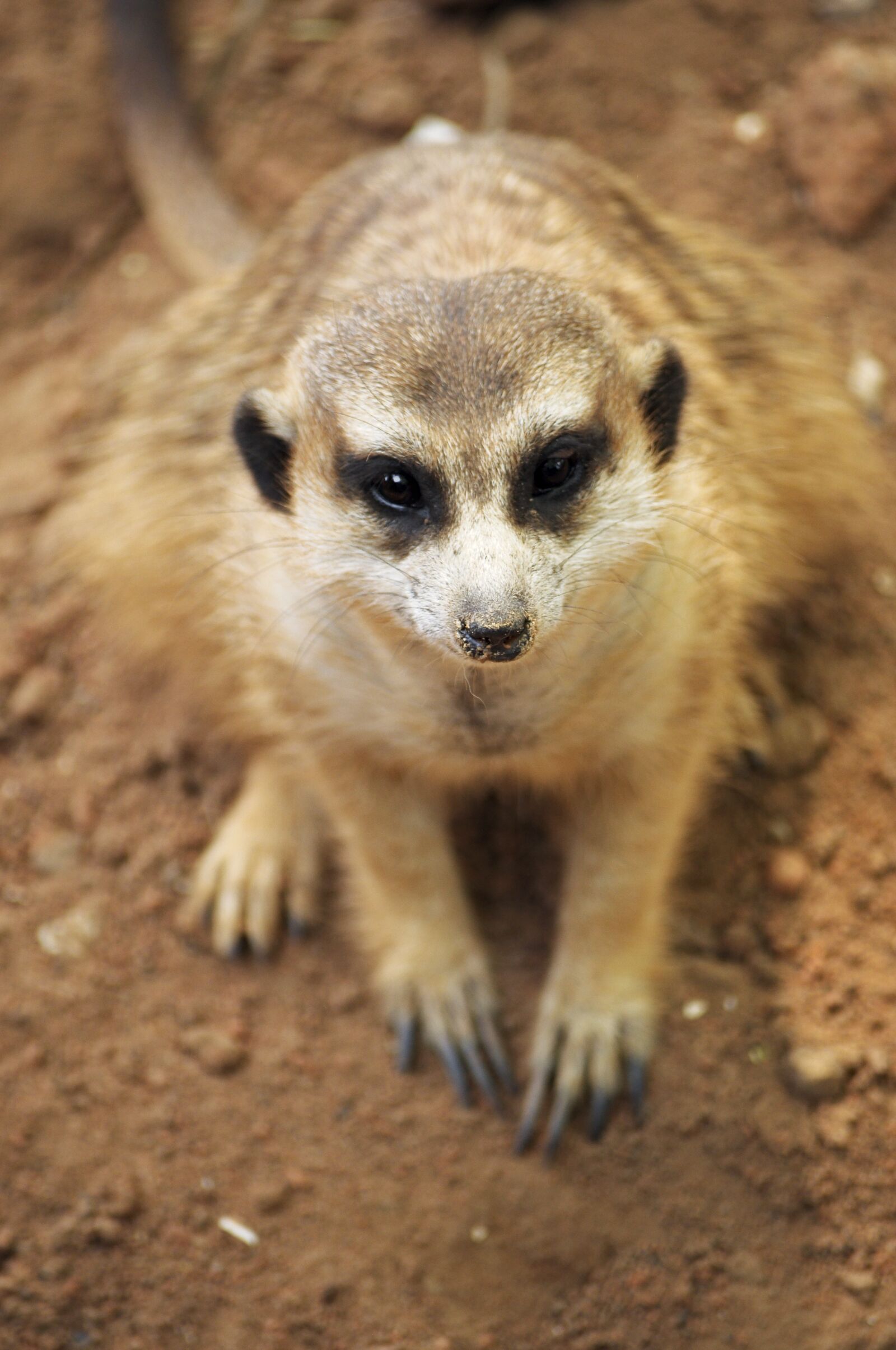 Nikon D5000 sample photo. Meerkat, animal, mammal photography