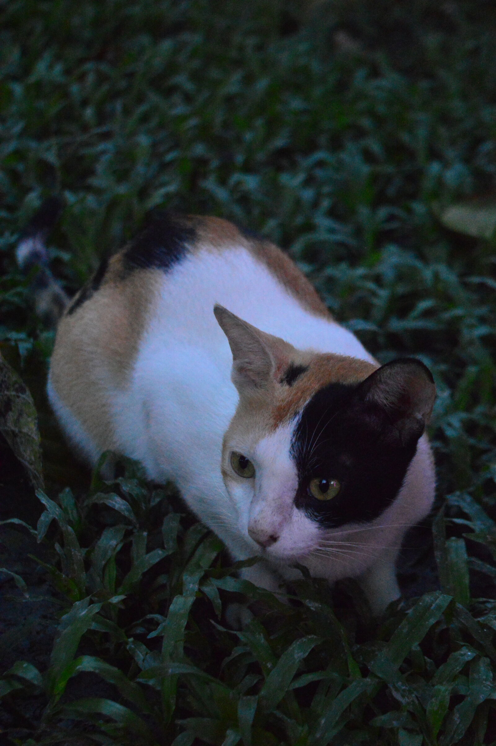 Nikon D3200 sample photo
