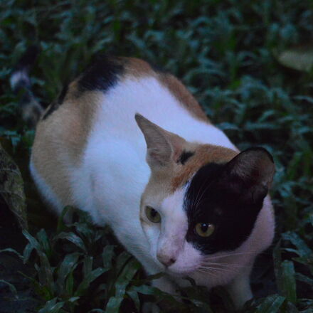 Nikon AF-S DX Nikkor 18-55mm F3.5-5.6G VR II sample photos