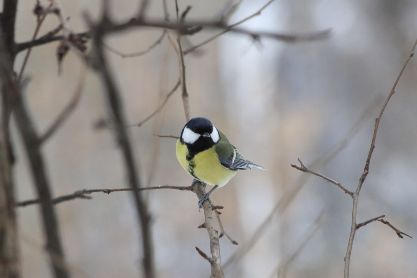 Canon EOS 77D (EOS 9000D / EOS 770D) + Canon EF 70-300mm F4-5.6 IS USM sample photo. Bird, living nature, nature photography