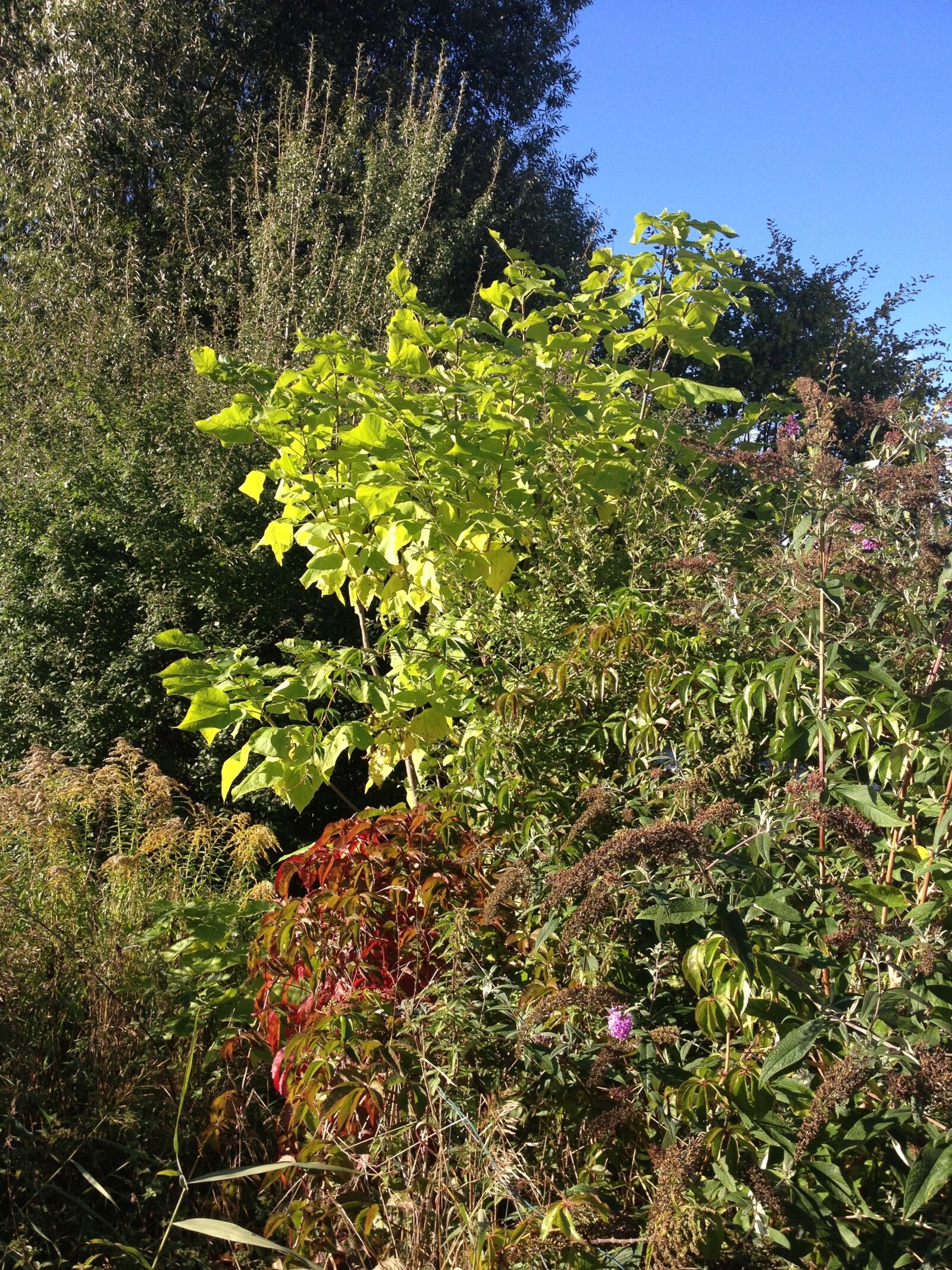 Apple iPhone 4S sample photo. Shrubs, bushes, nature photography