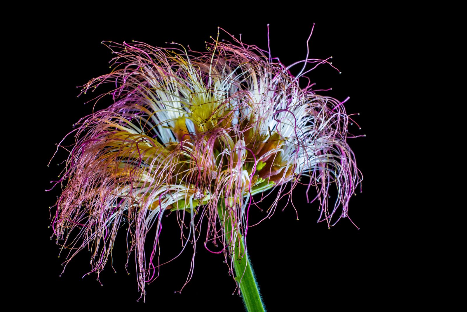 Nikon D5200 sample photo. Schamscha flower, blossom, blossom photography