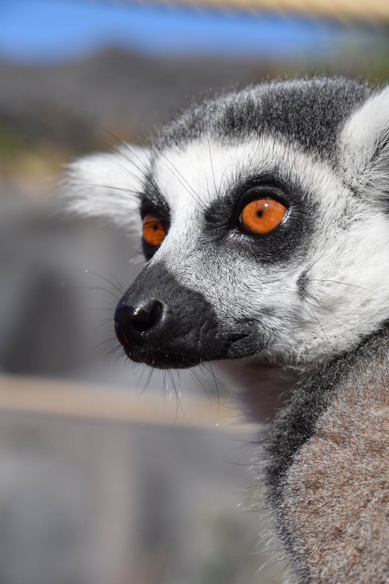 Nikon D5600 sample photo. Maki catta, lemur, madagascar photography