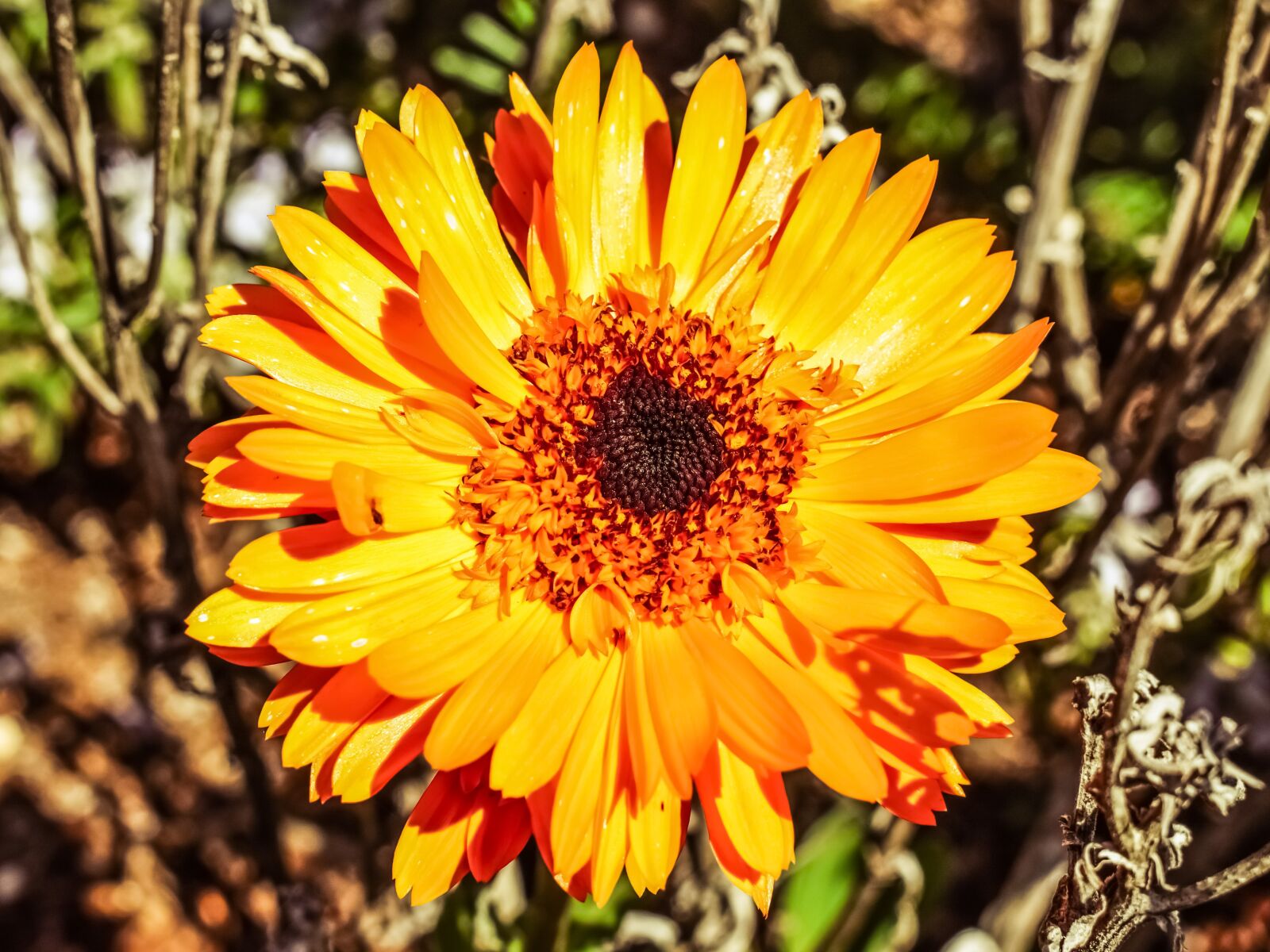 Nikon D3300 sample photo. Calendula, marigold, flower photography