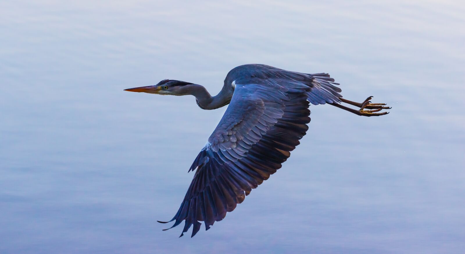 Canon EF 70-200mm F4L USM sample photo. Heron in flight, flying photography