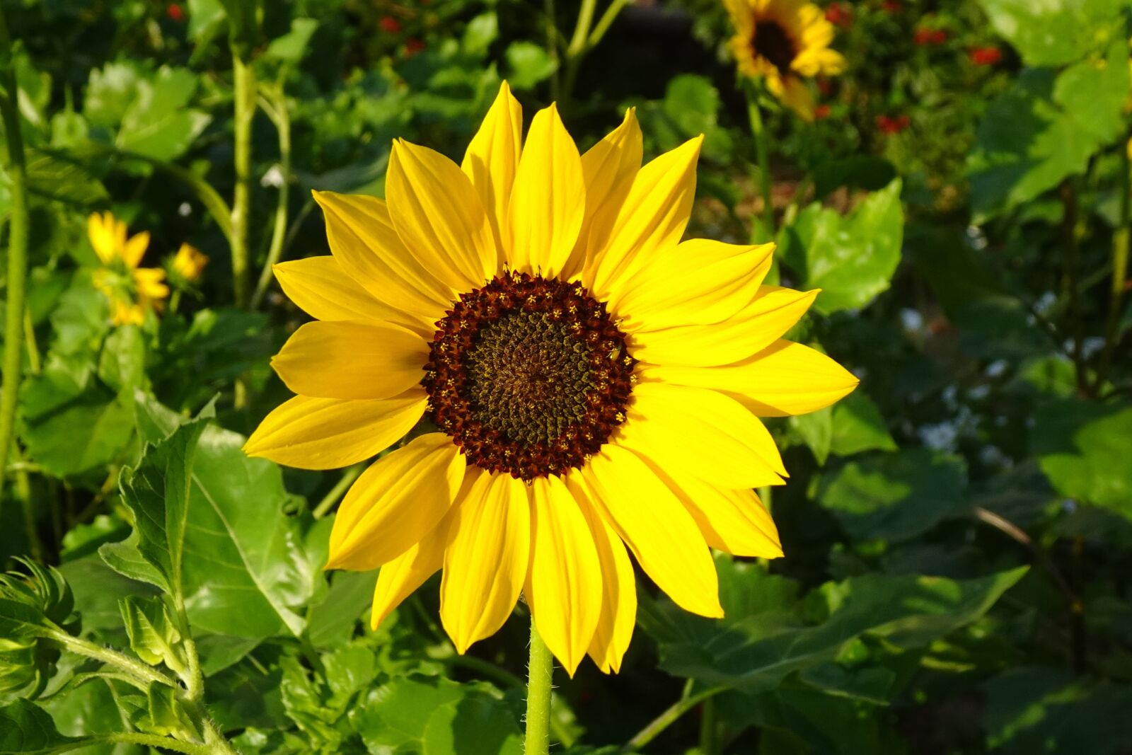 Sony DSC-WX800 sample photo. Flower, sunflower, ornamental photography