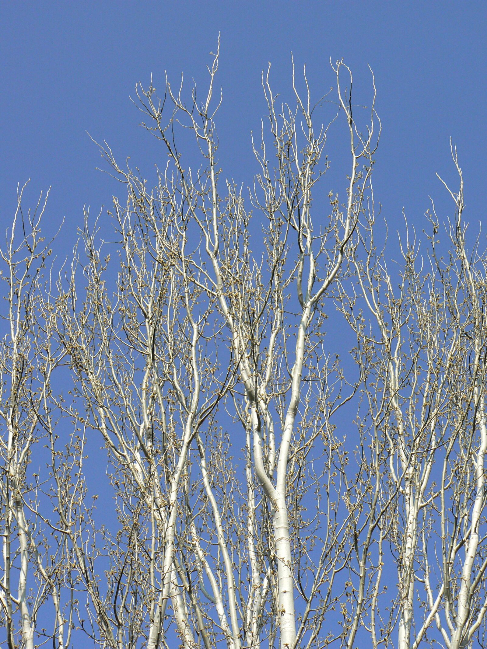 Panasonic DMC-FZ7 sample photo. Tree, poplar, branches photography