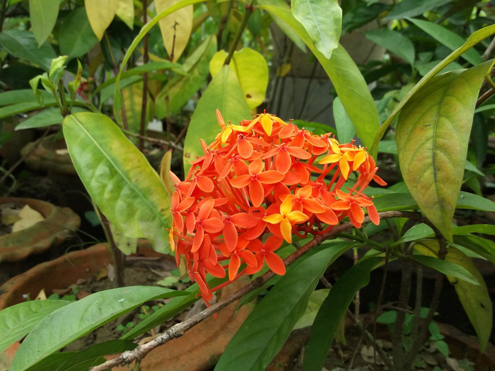 Samsung Galaxy J5(2016) sample photo. Flowers, nature, green photography