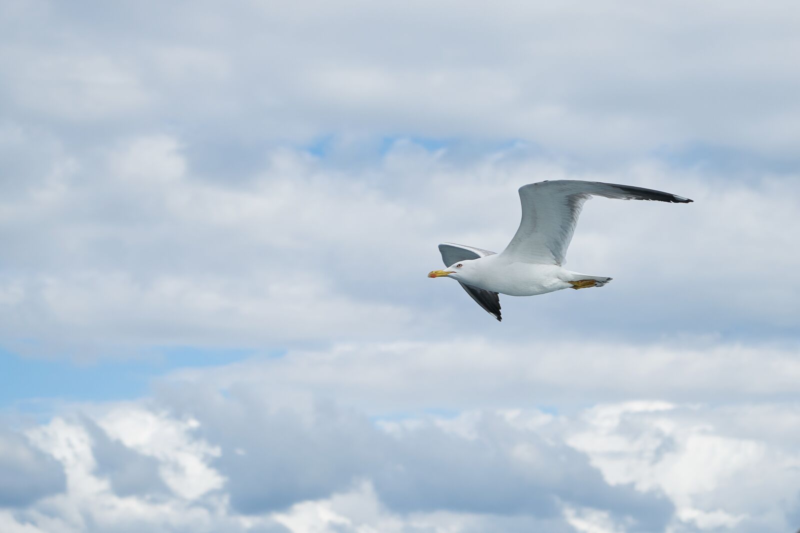 Sony a7R II + Sony Vario Tessar T* FE 24-70mm F4 ZA OSS sample photo. Seagull, bird, birds photography