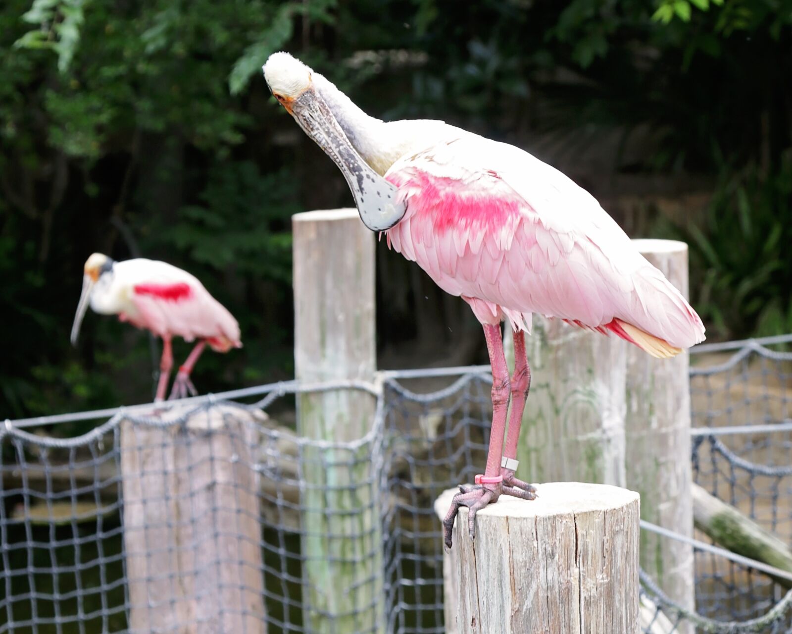 Canon EOS 70D + Canon EF 24-105mm F4L IS USM sample photo. Birds, pink, captivity photography