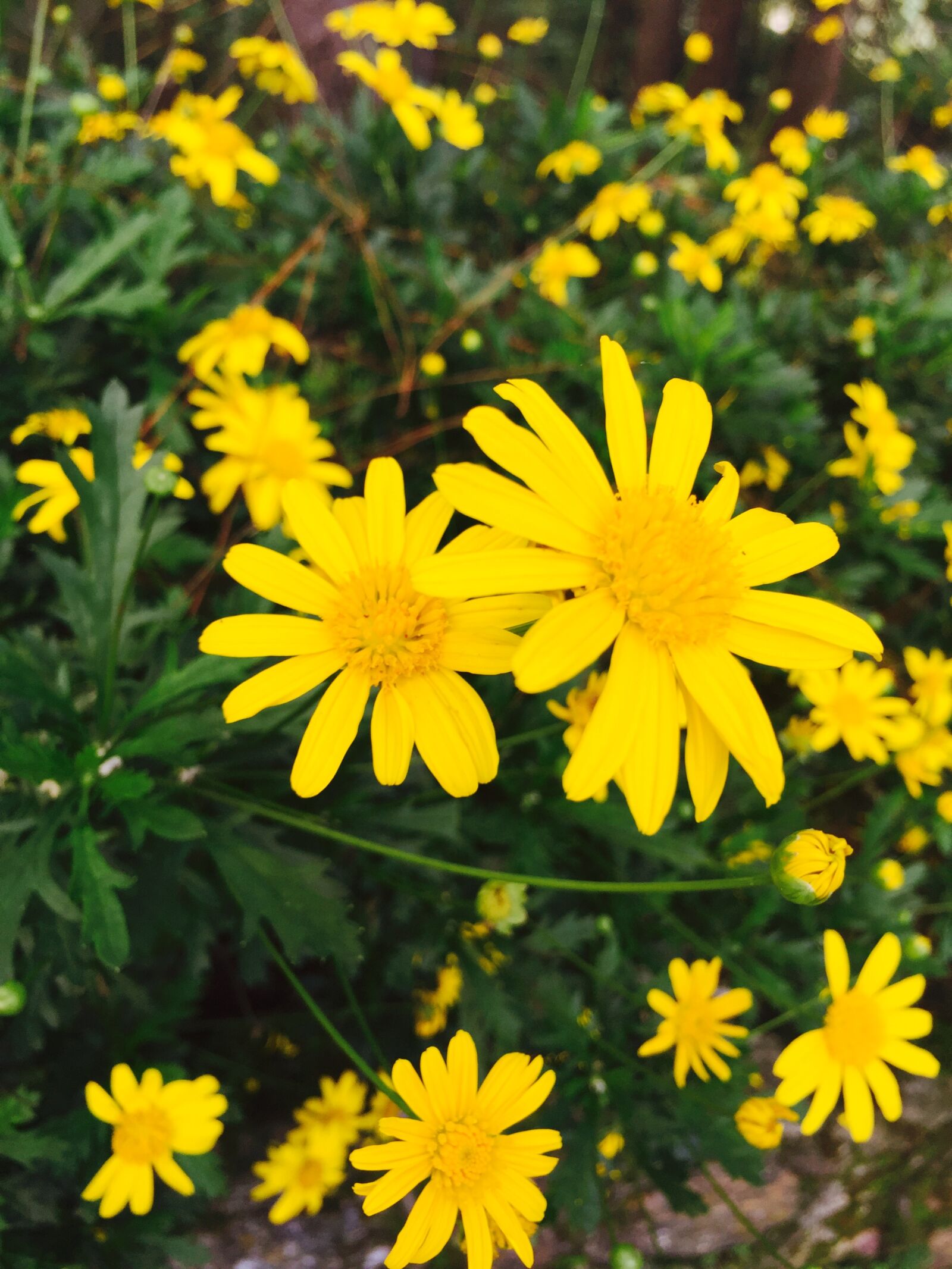 Apple iPhone 6 sample photo. Flowers, gree, nature, photographer photography
