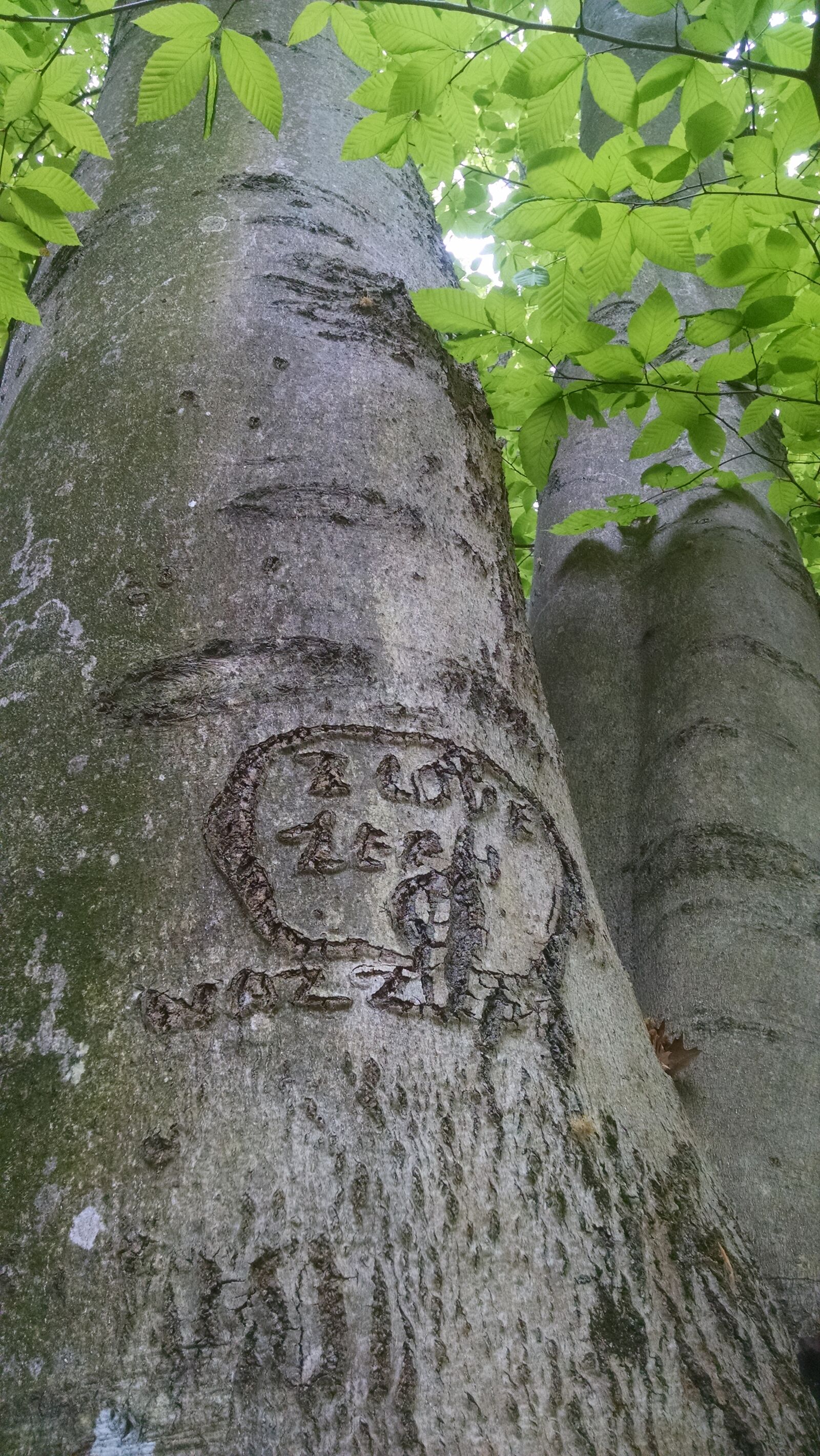 Motorola Moto X (1st Gen) sample photo. Carving, dog, growth, leaves photography