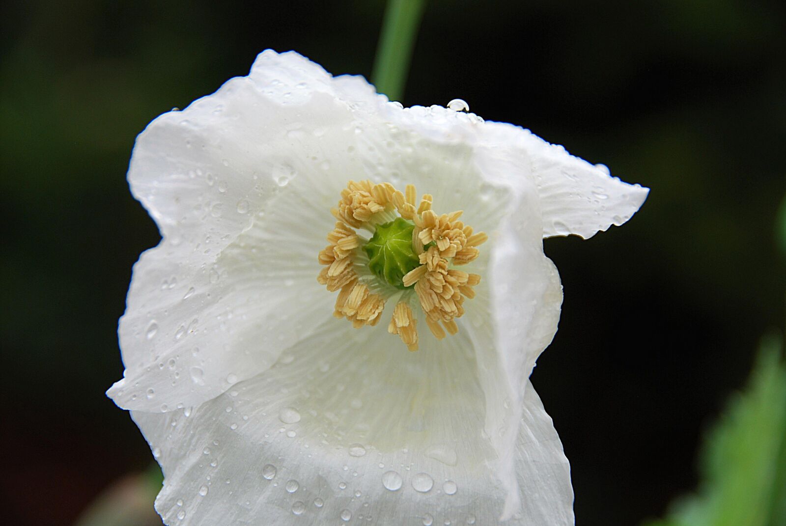 Nikon D80 sample photo. Blossom, bloom, poppy photography