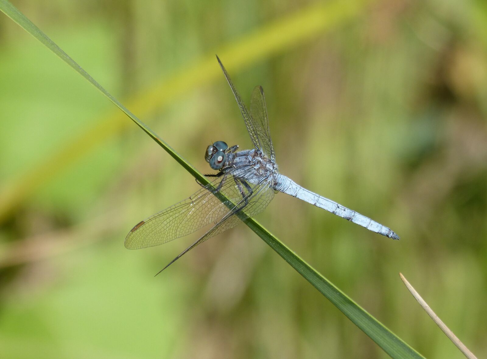 Panasonic DMC-FZ62 sample photo. Blue dragonfly, leaf, greenery photography