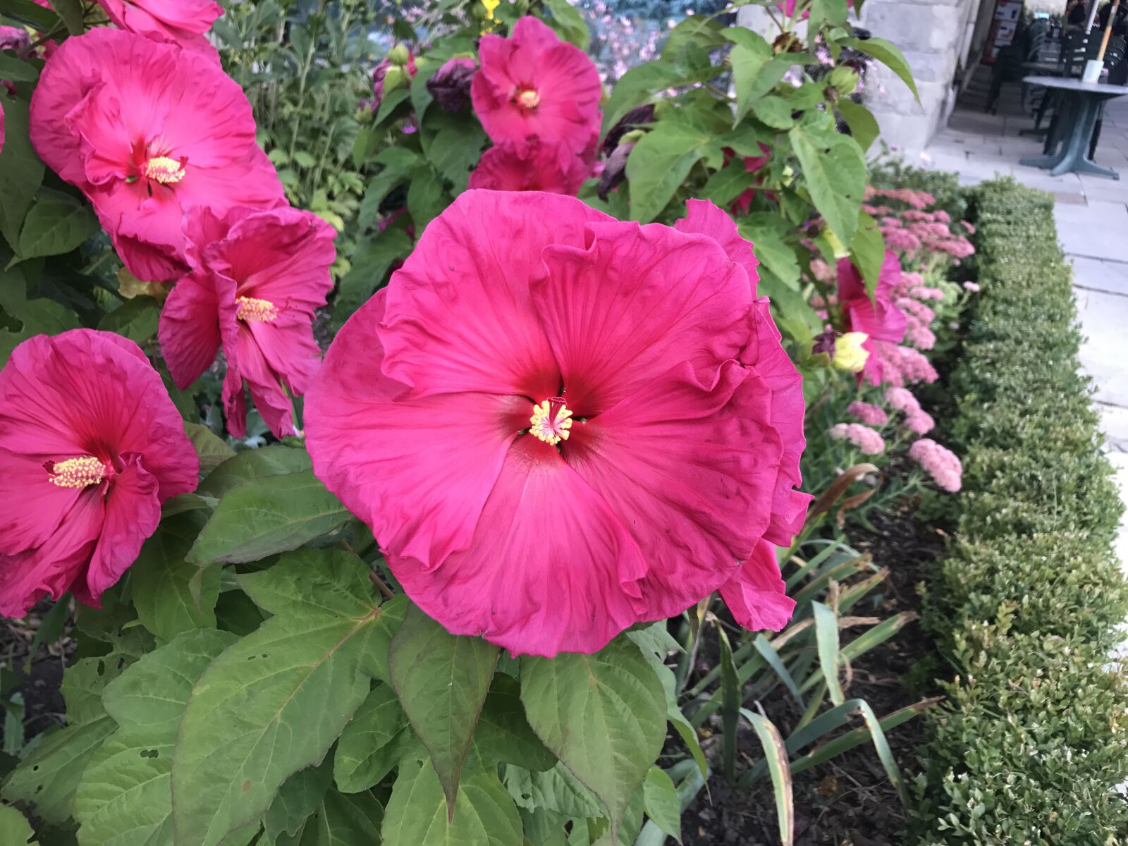 iPhone 7 back camera 3.99mm f/1.8 sample photo. Flower, pink, spring photography