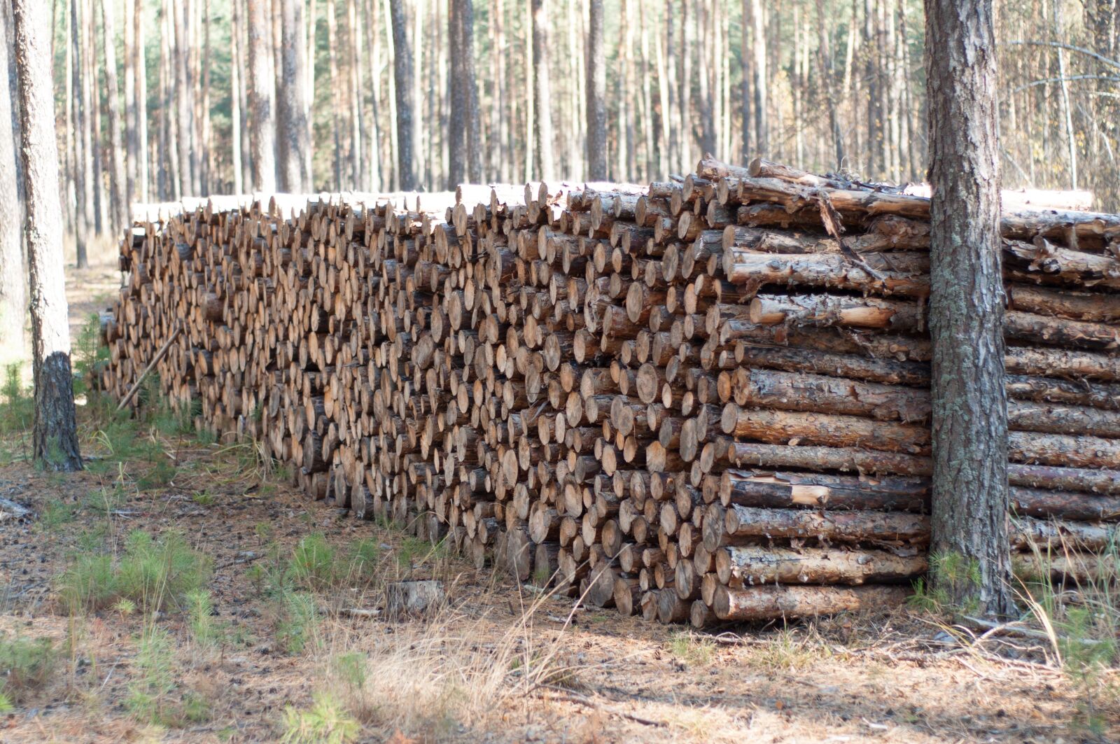 Nikon D90 sample photo. Forest, trunk, pine photography