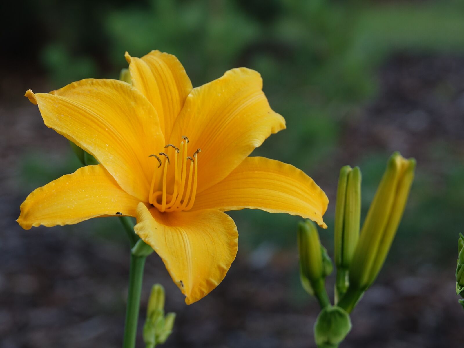 Sony Cyber-shot DSC-RX10 III sample photo. Flowers, lily, yellow flower photography
