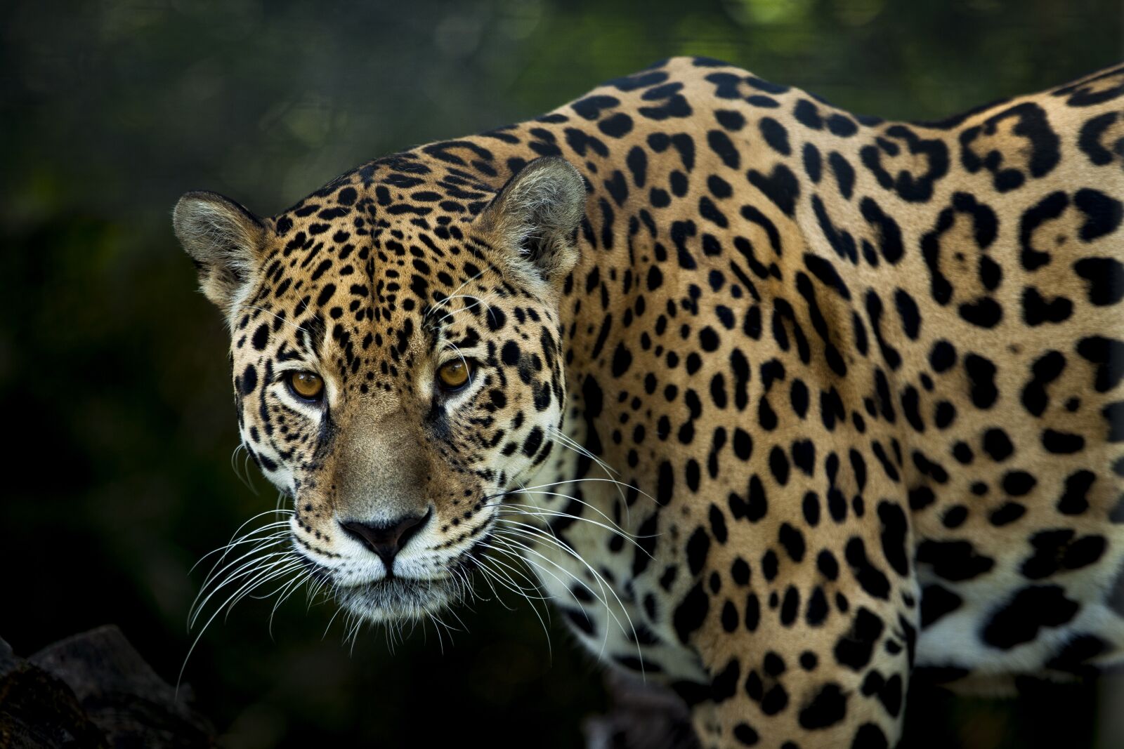 Canon EOS 5D Mark II + Canon EF 70-200mm F2.8L IS II USM sample photo. Jaguar, stains, look photography
