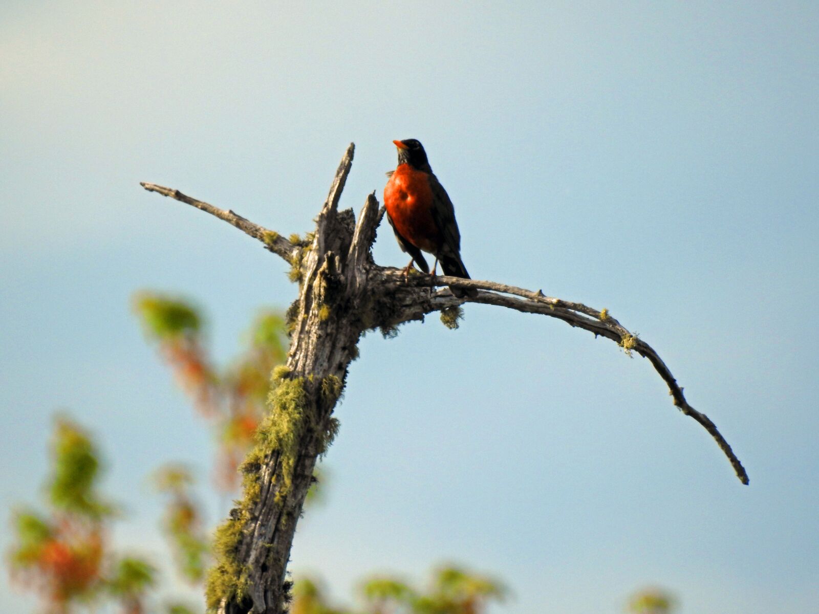 Nikon Coolpix P900 sample photo. American robin, bird, orange photography