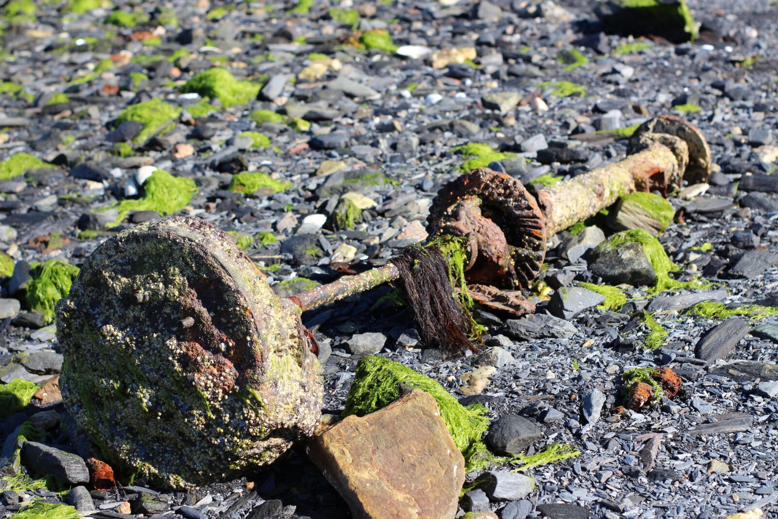 Canon EOS 700D (EOS Rebel T5i / EOS Kiss X7i) sample photo. Beach, shore, debris photography