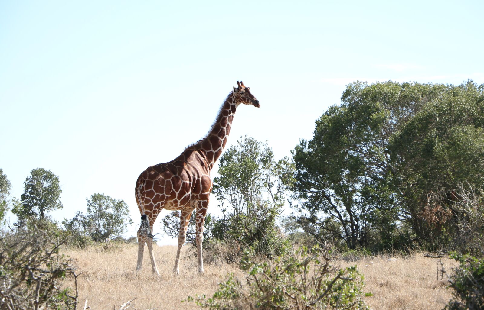 Canon EOS 760D (EOS Rebel T6s / EOS 8000D) sample photo. Giraffe, nature, wildlife photography