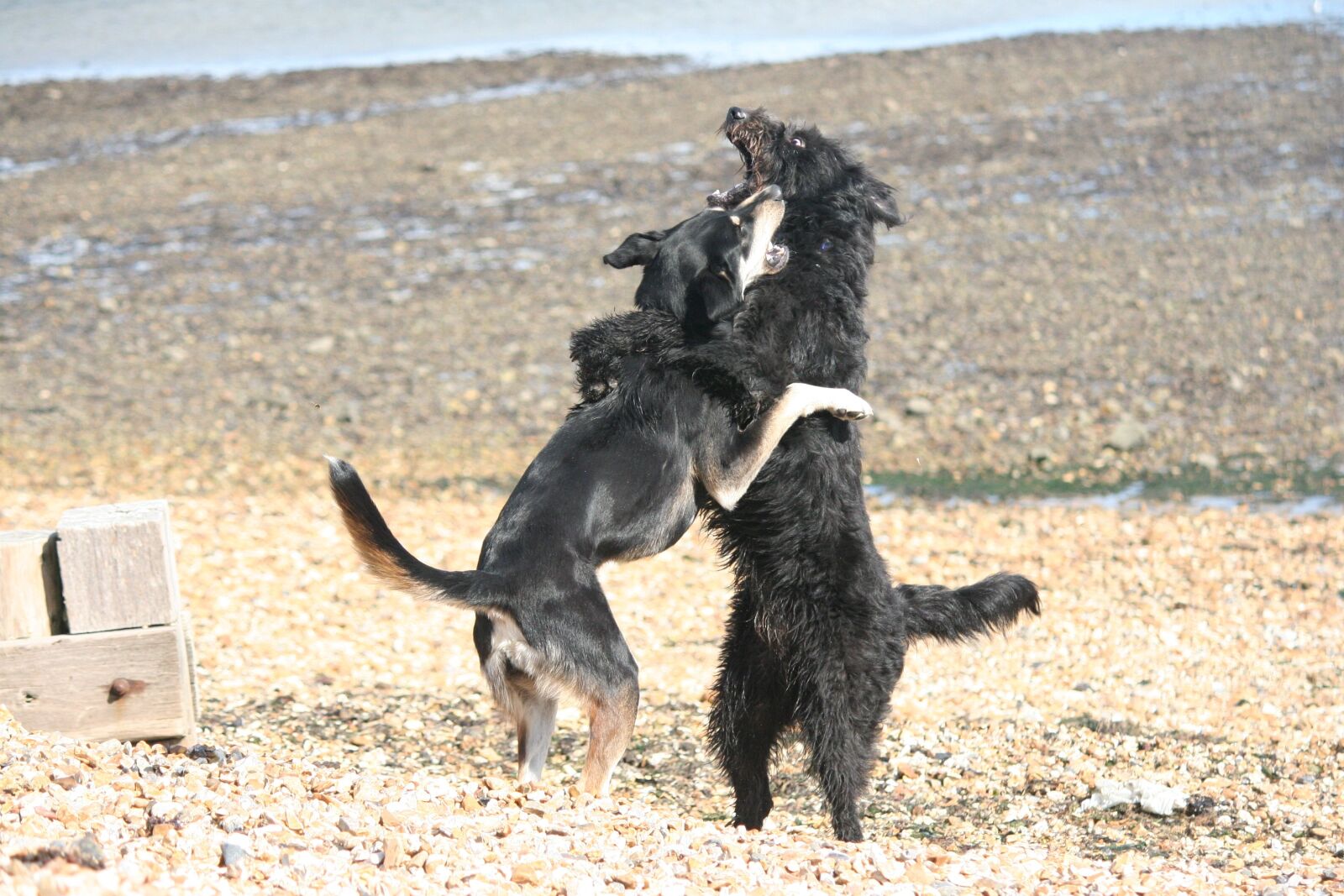 Canon EOS 350D (EOS Digital Rebel XT / EOS Kiss Digital N) sample photo. Dogs, play, beach photography