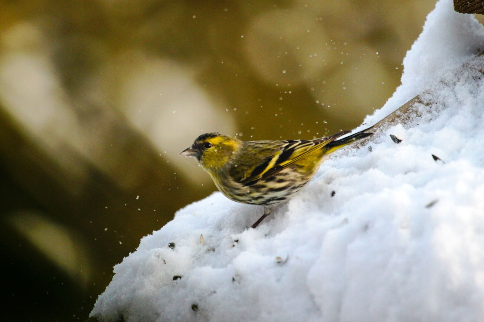 Canon EOS 500D (EOS Rebel T1i / EOS Kiss X3) sample photo. Sparrow, sperling, bird photography