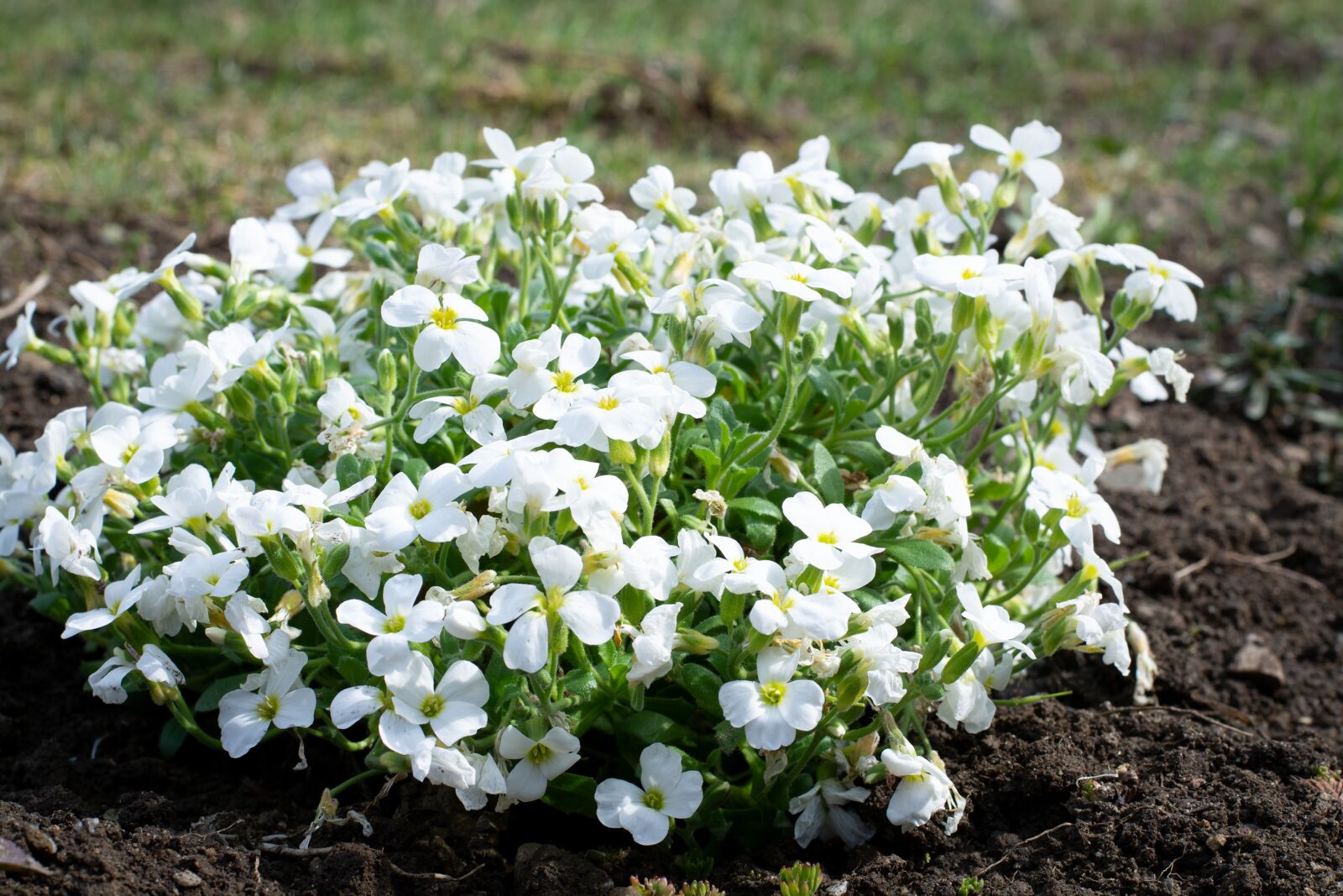 Nikon D7100 sample photo. Cushion flower, white, garden photography