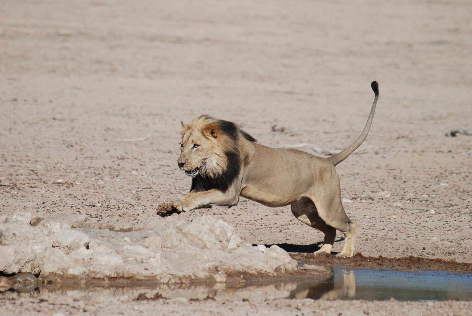 Nikon D80 sample photo. Lion, south africa, safari photography