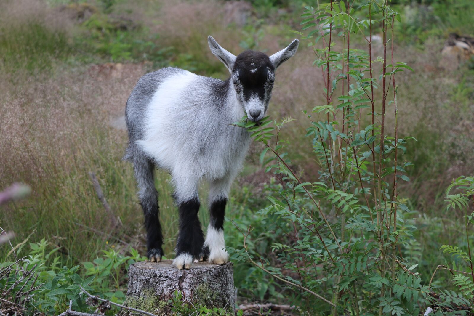 Canon EOS 750D (EOS Rebel T6i / EOS Kiss X8i) sample photo. Goat, kid, mammal photography