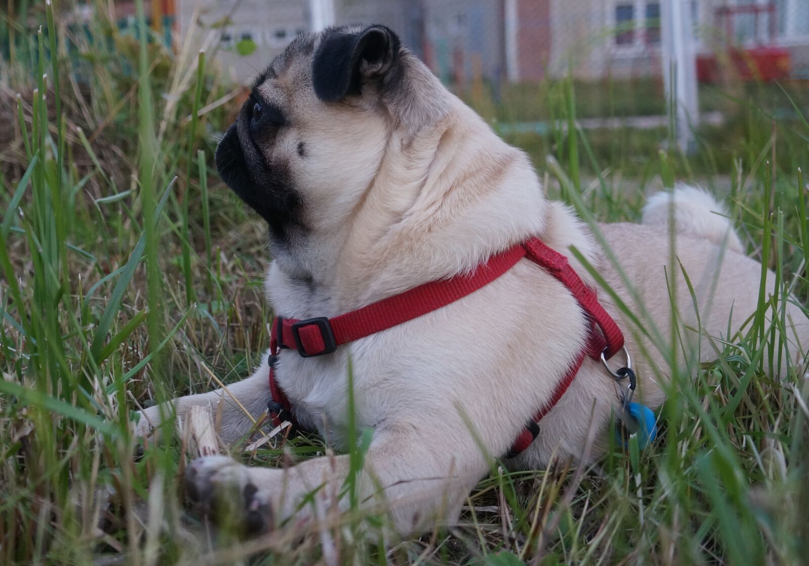 Sony Alpha NEX-5R + Sony E 18-55mm F3.5-5.6 OSS sample photo. Pug, the pug, com photography