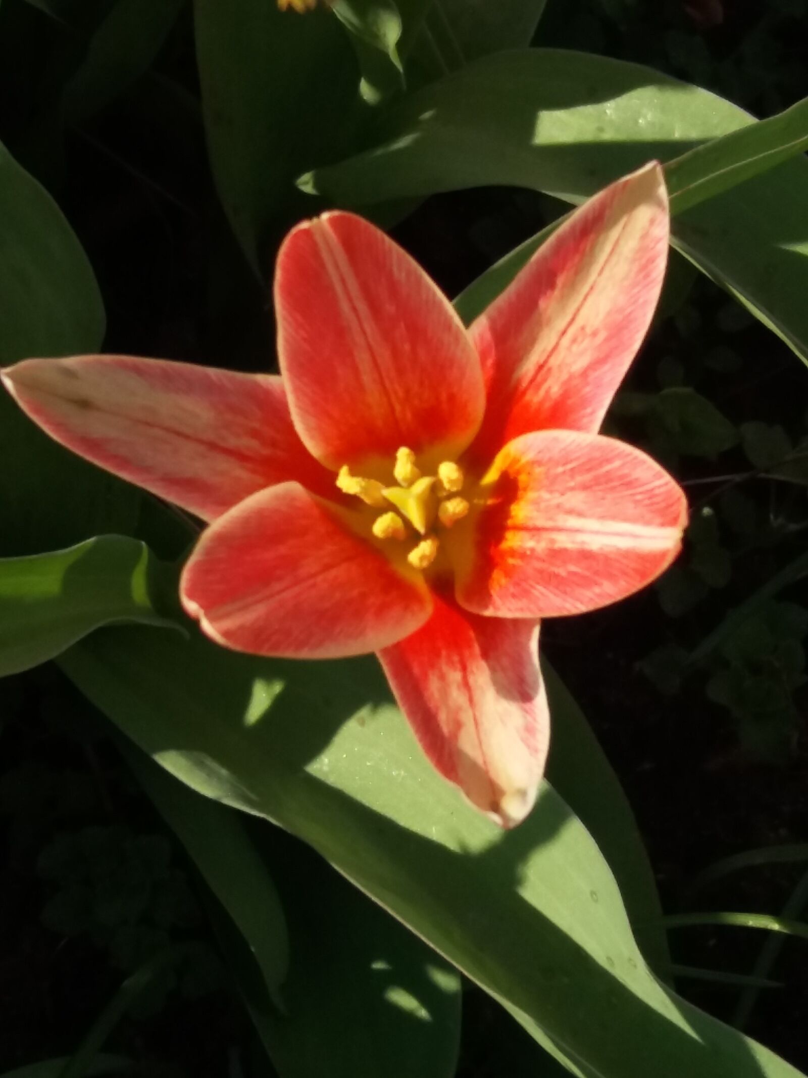 Samsung SM-J500FN sample photo. Flower, daffodil, in the photography